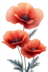 Obraz premium three red poppy flow