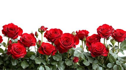 Obraz premium Red Roses Frame Border For Text and design