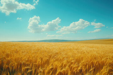 Obraz premium Golden wheat field under a blue sky with fluffy white clouds.