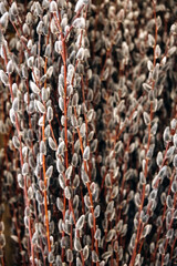Soft, fuzzy pussy willow branches with reddish-brown stems, creating a textured, natural pattern