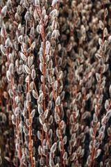 Soft, fuzzy pussy willow branches with reddish-brown stems, creating a textured, natural pattern