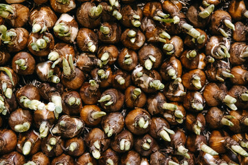 numerous bulbs in early stages of growth, tightly packed and sprouting vibrant green shoots.