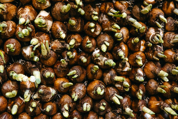 numerous bulbs in early stages of growth, tightly packed and sprouting vibrant green shoots.