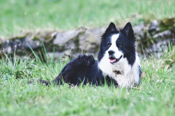A border collie dog sitting in the lawn