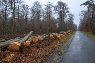 Exploitation du bois en forêt. Coupe de hêtres stockés le long d'une route.