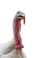 portrait head of Turkey isolated on white background. This has clipping path.
