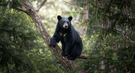 Obraz premium Majestic Black Bear in Forest Habitat - A powerful black bear sits calmly on a tree branch in a lush green forest. The bear looks directly at the camera