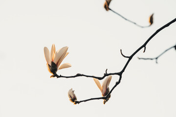 Beautiful white magnolia flowers bloom in spring