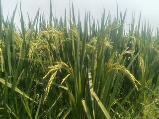 Fototapeta premium green wheat field