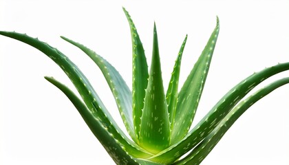 photo aloe vera plant isolated