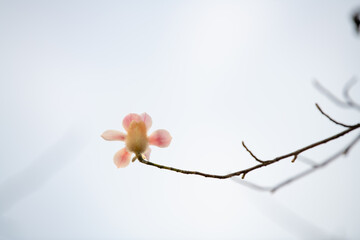 Beautiful white magnolia flowers bloom in spring