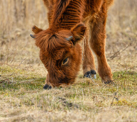 wild tauros, aurochs-like cattle young calf