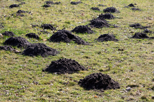 A lot of molehills on a grass field