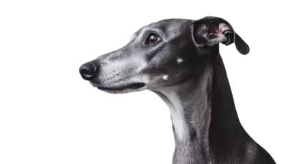 Greyhound dog in profile against a plain background, showcasing a calm demeanor and elegant features