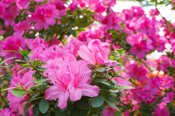 Blooming pink japan Azalea Ericaceae bush, Geisha Purple, rhododendron flower macro, background....