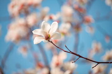 Beautiful white magnolia flowers bloom in spring