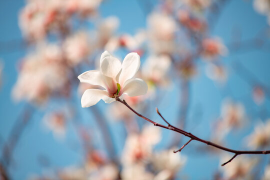 Beautiful white magnolia flowers bloom in spring