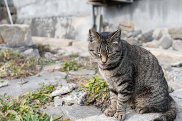 塀の上でくつろぐ可愛い野良猫