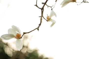 Beautiful white magnolia flowers bloom in spring