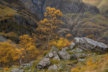 Birch trees in autumn on the trail to the Hidden Valley, Glencoe, Highlands, Scotland