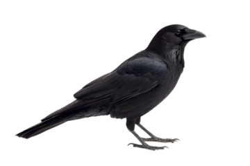 Isolated Black Crow Bird in Detailed Plumage on Transparent Background Animal Wildlife Nature Raven with Feathered Wing and Perched Stance