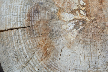 Naklejka premium Old wood texture in high resolutions