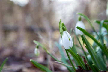 Delicate white snowdrops emerging through a layer of dry, brown leaves. Their fragile petals are illuminated by soft light, creating an atmosphere of spring awakening amid the remnants of autumn