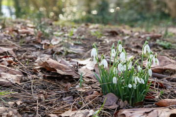 Delicate white snowdrops emerging through a layer of dry, brown leaves. Their fragile petals are illuminated by soft light, creating an atmosphere of spring awakening amid the remnants of autumn