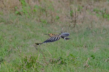 Eurasian hoopoe © Kunal