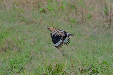 Eurasian hoopoe © Kunal