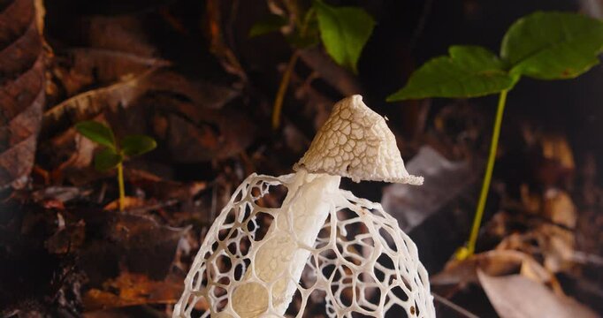 A unique Phallus indusiatus fungus reveals its intricate lace structure on Peru&rsquo;s Amazon rainforest floor.