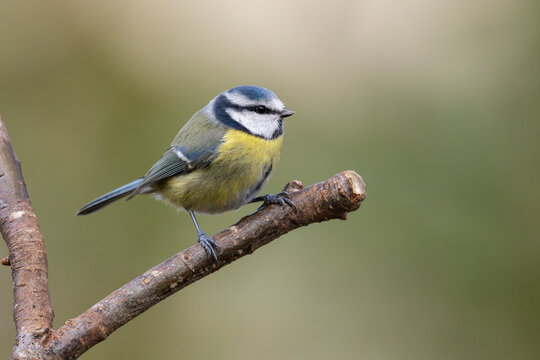 Blue Tit, Dumfries & Galloway, Scotland - Powered by Adobe