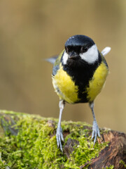 Great Tit, Dumfries & Galloway, Scotland