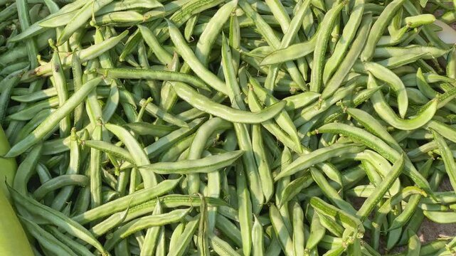 A pile of Lima Beans or fresh Sem Phali