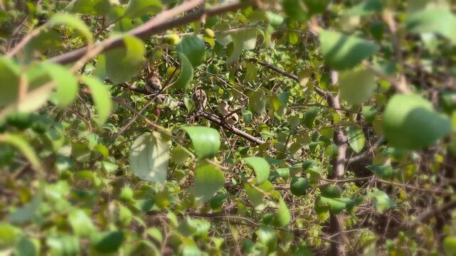 Tini birds chirping on the branch