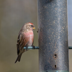 Redpol on Niger seed feeder, Dumfries & Galloway, Scotland
