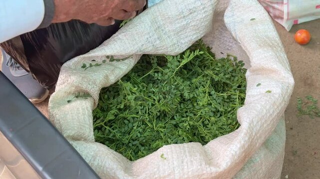 Fresh green gram leaves for sale at the vegitable market, its used to make chana ki bhaaji also called green chana Saag
