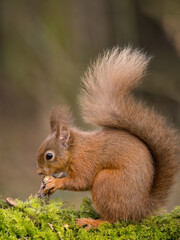 Red Squirrel feeding on a hazlenut, Dumfries & Galloway, Scotland