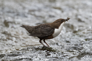 Dipper, Skyreburn, Dumfries & Galloway, Scotland