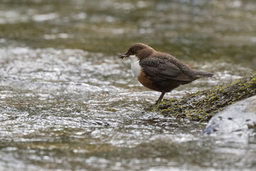 Dipper, Skyreburn, Dumfries & Galloway, Scotland