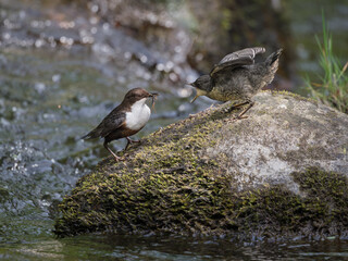 Dipper fledgeling being fed by its parent, Skyrburn, Dumfries & Galloway, Scotland