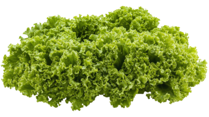 A vibrant bunch of green lettuce showcases its crisp texture and rich color, perfect for creating healthy salads or adding freshness to various dishes