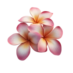 Gardinen Realistic 3D depiction of a charming plumeria flower © Novian