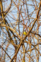 A vibrant big  tit is resting on tangled branches. Bird in nature, calm mood, telephoto shot, mid-branch position, forest area,  wildlife moment.