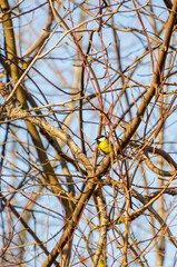 A vibrant big  tit is resting on tangled branches. Bird in nature, calm mood, telephoto shot, mid-branch position, forest area,  wildlife moment.