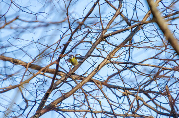 A vibrant blue tit spreads its wings while resting on tangled branches. Bird in motion, energetic mood, telephoto shot, mid-branch position, forest area, dynamic wildlife moment.