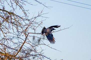 A majestic hooded crow soaring gracefully across the endless blue spring sky. Bird in flight,...