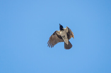 A majestic hooded crow soaring gracefully across the endless blue spring sky. Bird in flight, serene mood, low-angle shot, skyward position, open sky, freedom concept.