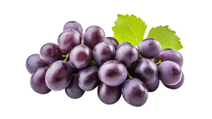 Fototapeta premium Freshly harvested bunch of plump purple grapes displayed with green leaves