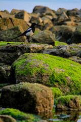 The magpie stands on the seaside rocks.
